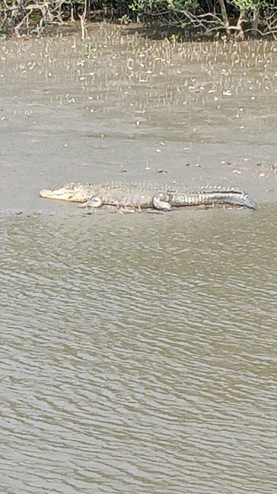Crocodile Photo 1